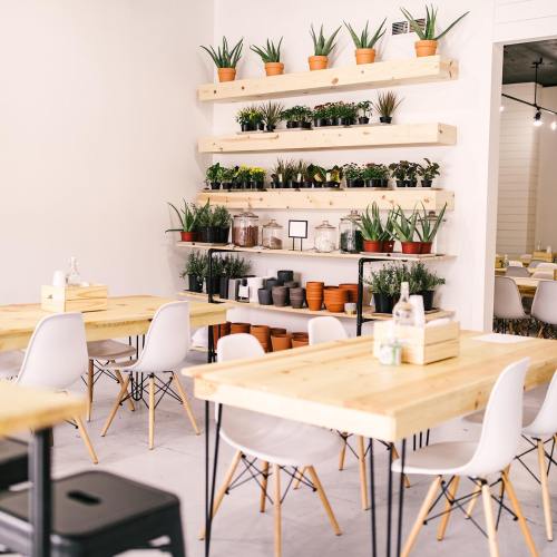 Bright, modern café interior with wooden tables, white chairs, and shelves of potted plants on the wall.