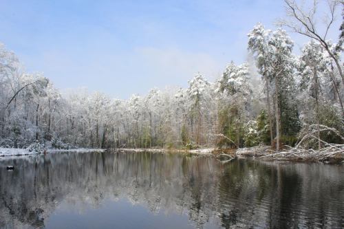 A serene winter landscape featuring a snow-covered forest reflected in a calm lake under a blue sky.