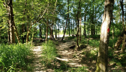 A sunlit forest path winding through lush greenery and trees, with a clear area visible in the background.