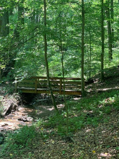A wooden bridge spans a small creek in a lush, green forest with sunlight filtering through the trees.