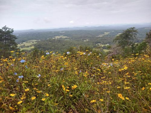 A scenic view of rolling hills and valleys, adorned with vibrant wildflowers in the foreground under a cloudy sky.