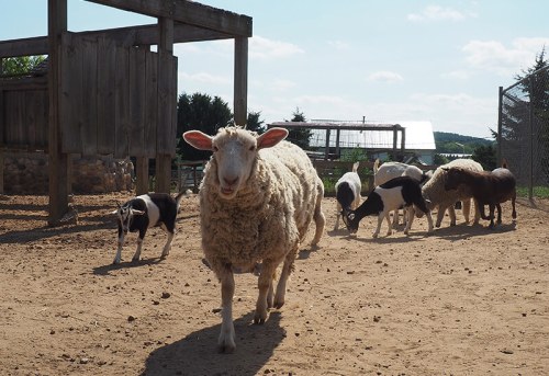 A sheep walks towards the camera, surrounded by goats in a sunny farmyard setting.