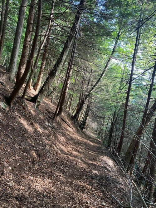 A winding forest path surrounded by tall trees and dappled sunlight filtering through the leaves.
