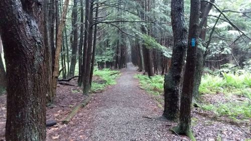 A misty forest path lined with tall trees and ferns, creating a serene and tranquil atmosphere.
