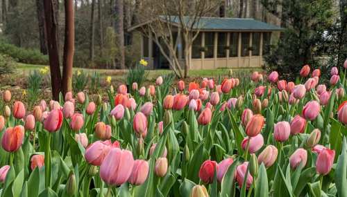 A vibrant field of pink and peach tulips in front of a quaint building surrounded by greenery.