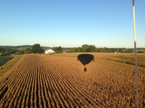 A hot air balloon's shadow over golden cornfields with a distant farmhouse and clear blue sky.