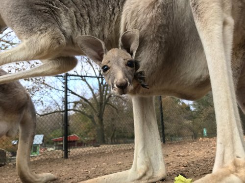 A baby kangaroo peeks out from its mother's pouch, surrounded by a natural setting.