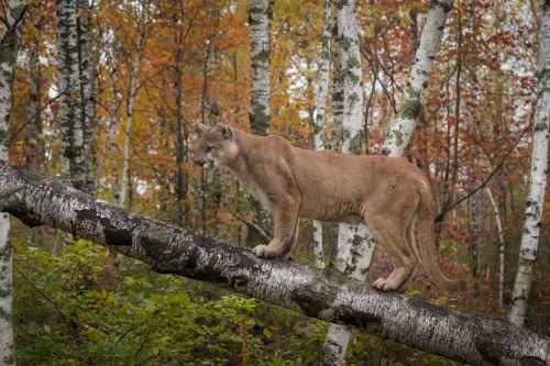 A mountain lion stands on a fallen log in a forest with colorful autumn foliage and birch trees.