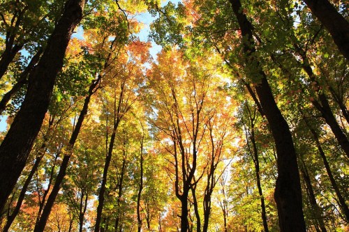 Looking up at tall trees with vibrant autumn leaves against a bright blue sky.