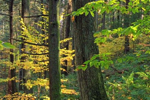 A serene forest scene with tall trees, vibrant green leaves, and golden foliage illuminated by soft sunlight.