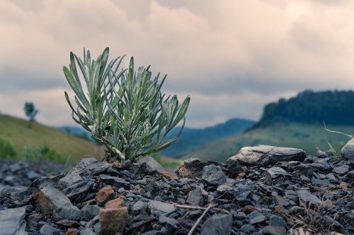 A small green plant grows among rocks, with a blurred landscape of hills and cloudy skies in the background.