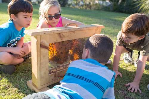 Four children observe bees through a wooden observation hive in a grassy outdoor setting.