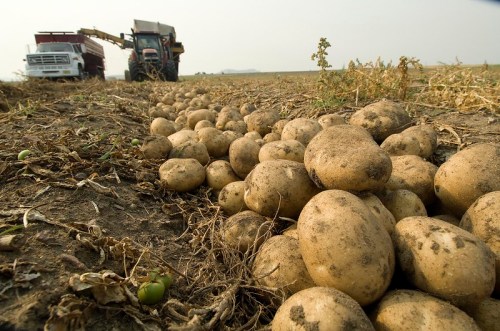 A field of freshly harvested potatoes scattered on the ground, with farming equipment in the background.