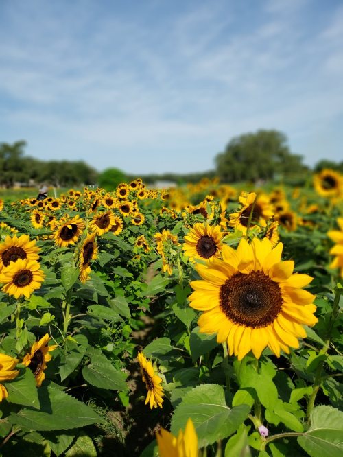 A vibrant field of sunflowers under a blue sky, with green leaves surrounding the bright yellow blooms.
