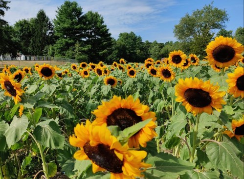 A vibrant field of sunflowers under a blue sky, surrounded by green trees.