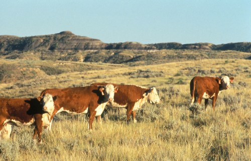 A group of brown and white cows grazing in a grassy field with rolling hills in the background.