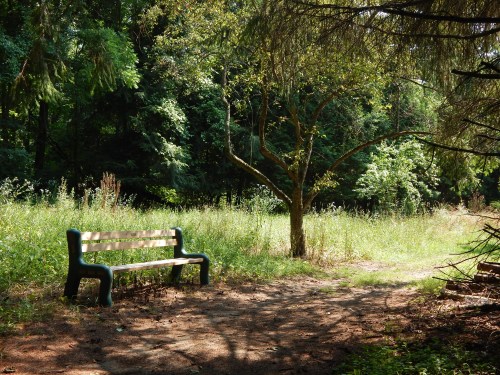 A wooden bench sits in a sunlit clearing surrounded by tall grass and trees in a peaceful forest setting.