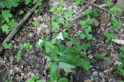 A close-up view of a forest floor with green leaves and a single pale purple flower among the foliage.