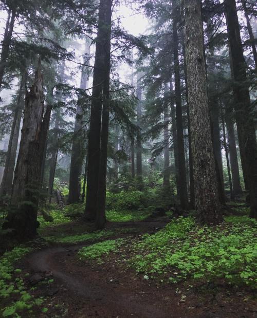 A misty forest scene with tall trees, lush greenery, and a winding dirt path through the underbrush.
