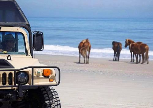 A jeep parked on a beach with a person inside, while wild horses stand near the water in the background.