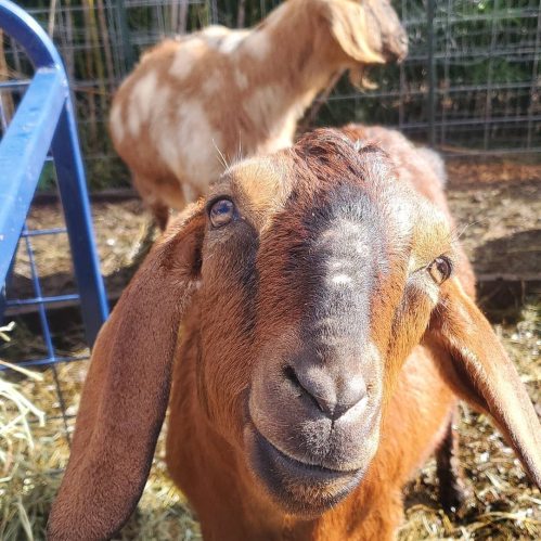 A close-up of a brown goat with long ears, smiling, with another goat blurred in the background.
