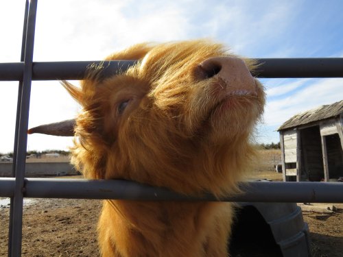 A close-up of a fluffy orange Highland cow peering through a fence, with a rustic barn in the background.
