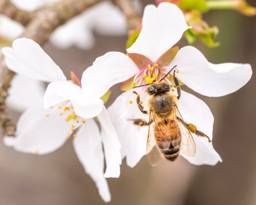 A bee collecting pollen from a white flower, showcasing delicate petals and vibrant details.