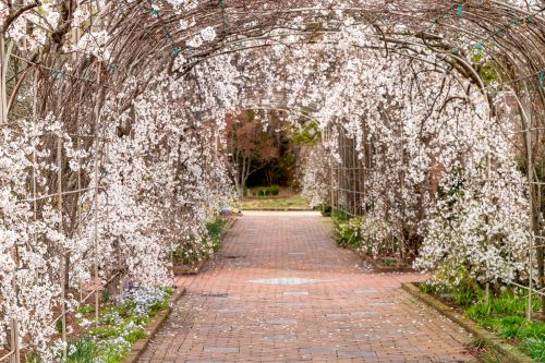 A serene pathway lined with blooming cherry blossom trees, creating a beautiful floral archway.