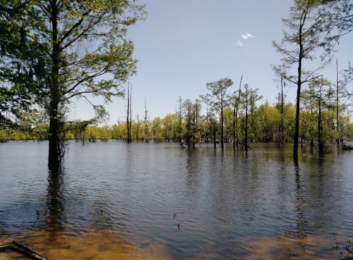 A serene wetland scene with tall trees reflecting in calm water under a clear blue sky.