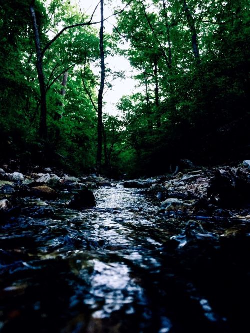 A serene stream flows through a lush, green forest, surrounded by trees and rocky terrain.