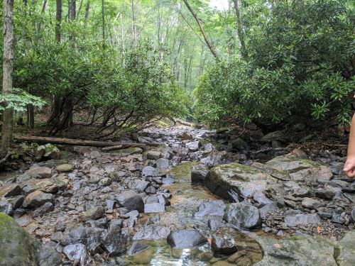 A serene forest scene featuring a rocky stream surrounded by lush greenery and trees.