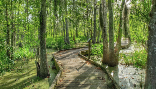 A winding wooden boardwalk through a lush, green forest with trees and moss-covered ground.