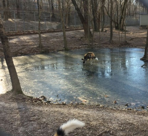 A dog stands on a frozen pond surrounded by trees, with a blurred tail of another dog in the foreground.