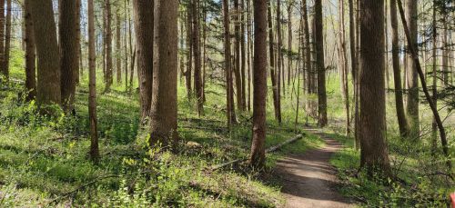 A winding dirt path through a lush green forest with tall trees and sunlight filtering through the leaves.