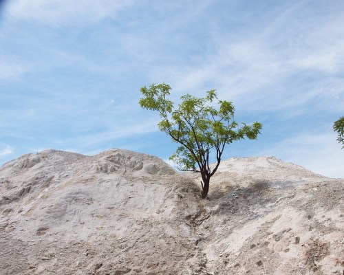 A solitary tree grows on a rocky, barren landscape under a blue sky with wispy clouds.
