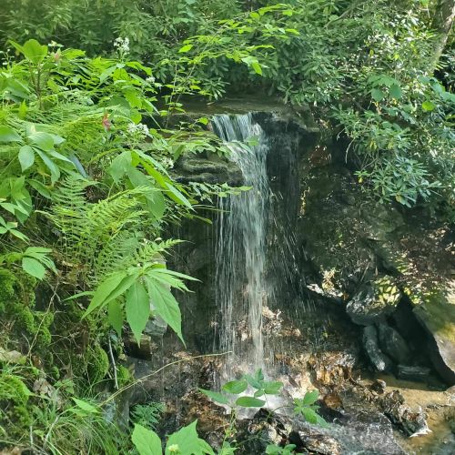 A small waterfall cascades over rocks, surrounded by lush green foliage and ferns in a serene forest setting.