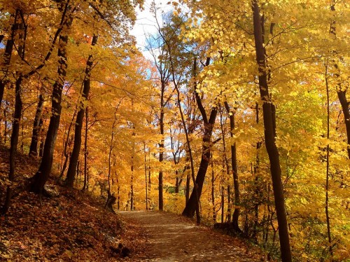 A scenic path through a vibrant autumn forest with golden and orange leaves on trees and a clear blue sky.
