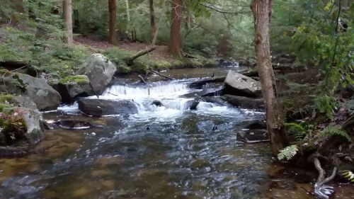 A serene forest stream flows over rocks, surrounded by lush greenery and trees.