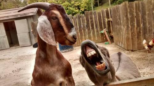 A goat and a donkey stand together, with the donkey laughing and showing its teeth in a playful manner.