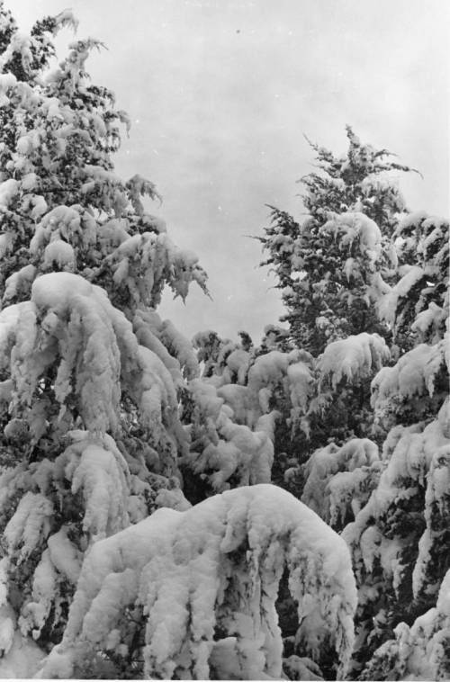 Snow-covered trees with heavy, drooping branches against a cloudy sky.