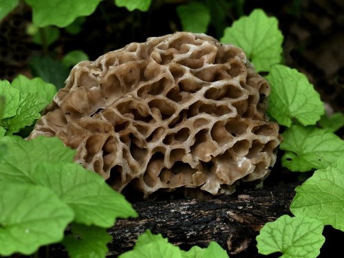A textured, honeycomb-like mushroom sits among vibrant green leaves on a forest floor.
