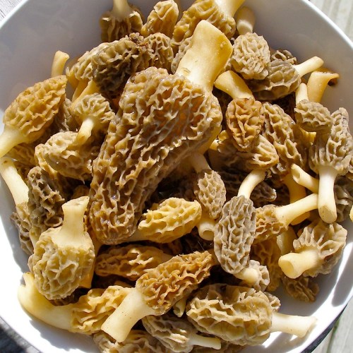 A bowl filled with various morel mushrooms, showcasing their unique, textured caps and stems.