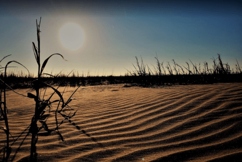 A sunlit landscape with rippled sand and sparse, dry vegetation silhouetted against a bright sky.