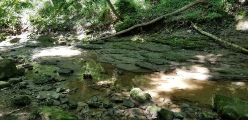 A rocky creek bed with shallow water, surrounded by lush greenery and dappled sunlight filtering through the trees.