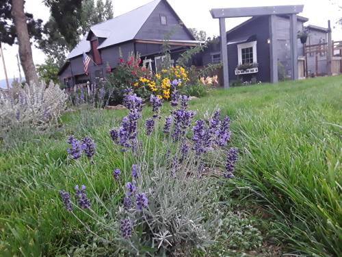 A garden with blooming lavender in the foreground and a charming house surrounded by colorful flowers in the background.