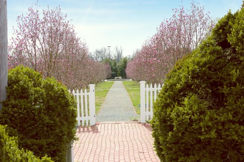 A pathway lined with blooming trees leads to a garden, framed by green bushes and a white picket fence.