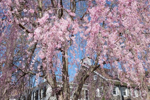 A close-up of a blooming cherry blossom tree with pink flowers against a clear blue sky and a house in the background.