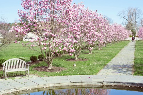 A serene park scene with blooming pink magnolia trees lining a path beside a pond and a bench.