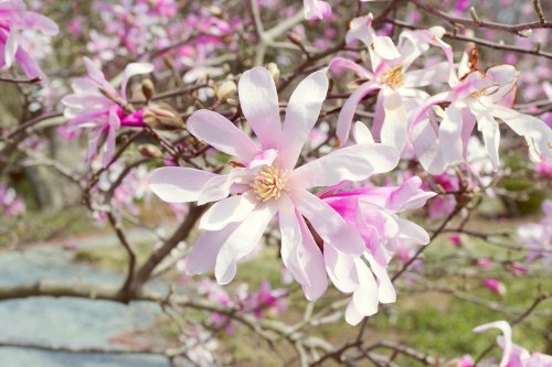 A close-up of a pink and white magnolia flower blooming on a tree branch.