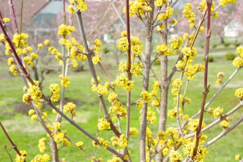 Close-up of a tree branch covered in bright yellow flowers, set against a blurred green and pink background.